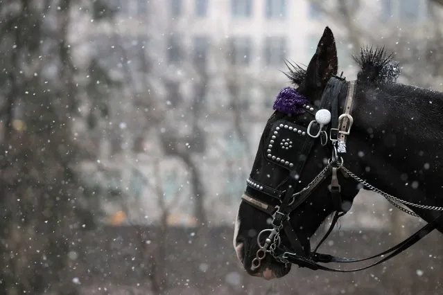 A horse is pictured as snow falls in Central Park, New York City on January 6, 2024. (Photo by Andrew Kelly/Reuters)