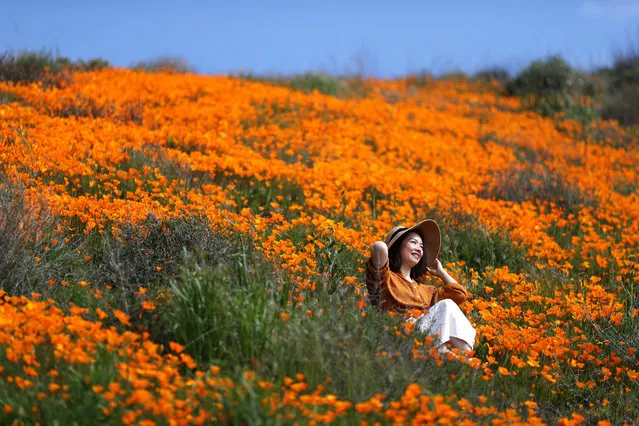 A woman sits in a super bloom of poppies in Lake Elsinore, California, U.S., February 27, 2019. (Photo by Lucy Nicholson/Reuters)
