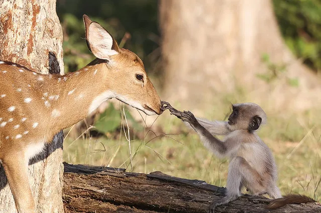 A baby monkey gently scratching a small spotted deer as it approaches the little Indian grey langur while it sits on a log in Pench National Park, Madhya Pradesh state early January 2024. (Photo by Akash Akinwar/Solent News)