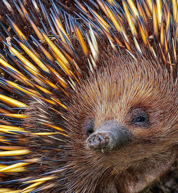 “Prickly”. An echidna foraging for ants. (Photo by Heather Markland/Nature Conservancy Australia 2021 Photo Contest)