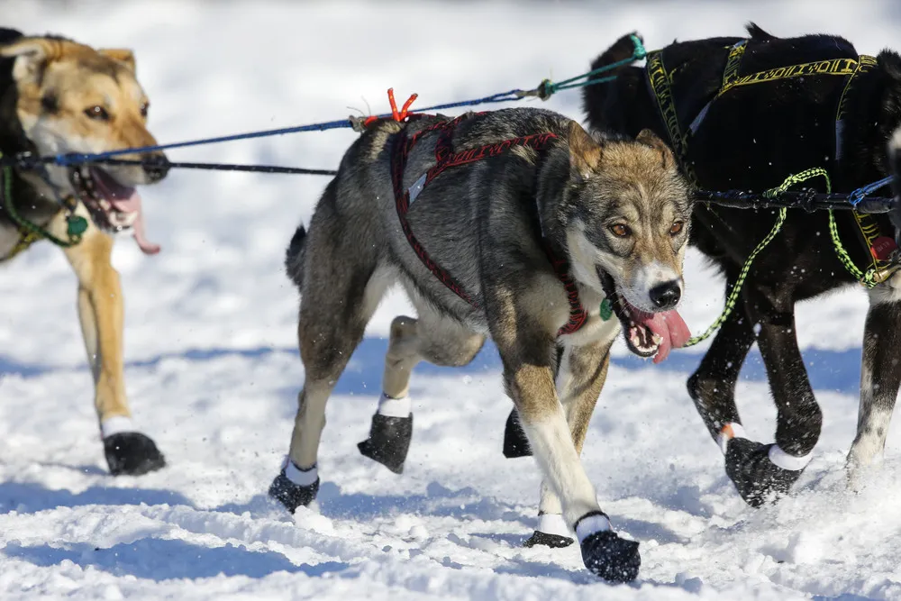 Iditarod Trail Sled Dog Race 2016, Part 2