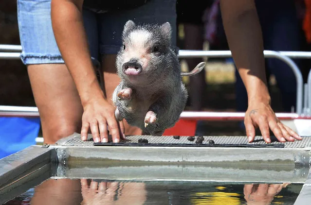 Swifty the swimming pig jumps into the “pool” for a quick sprint to the other end during the Swifty Swine Racing Pigs show, Wednesday, April 3, 2019, at the annual Yuma County Fair, in Yuma, Ariz. (Photo by Randy Hoeft/The Yuma Sun via AP Photo)