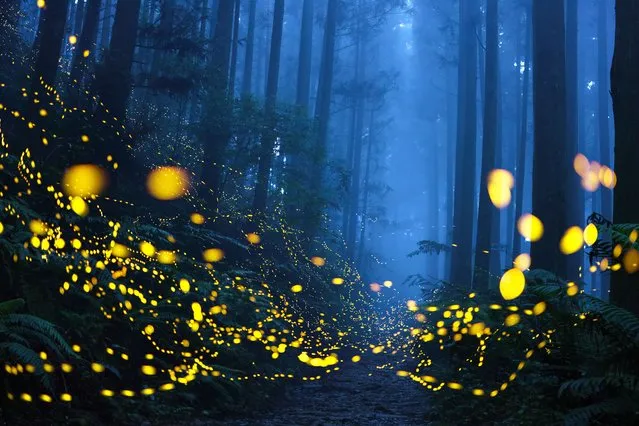 The beauty of nature – winner – Green Light Forest. A mountain path through a forest is illuminated by a multitude of “sparkling” fireflies, giving the landscape an almost fairytale atmosphere. The insects’ bioluminescence is part of the mating ritual, at the end of which the eggs are laid. Pollution hinders the reproduction of fireflies, and it is increasingly difficult to see shows like this one. Wufeng Township, Hsinchu, Taiwan. (Photo by Shirley Wung/SIPA Contest)