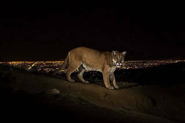 1st prize in the Nature Stories category. Steve Winter, USA, for National Geographic. The photo shows a cougar walking a trail in Los Angeles' Griffith Park captured by a camera trap, March 2, 2013. To reach the park, which has been the cougar's home for the last two years, it had to cross two of the busiest highways in the U.S. (Photo by Steve Winter/World Press Photo)