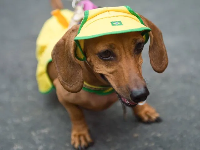 A dachshund in full national Brazilian outfit takes part in the animals' carnival parade “Blocao” at Copacabana in Rio de Janeiro. (Photo by Christophe Simon/AFP Photo)