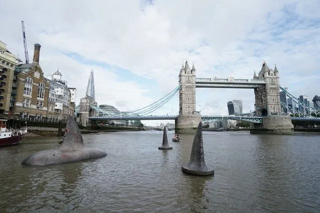 Floating models of a megalodon shark fins by Tower Bridge during a photocall to launch the film The Meg 2: The Trench, on the Thames in south east London on Tuesday, August 1, 2023. (Photo by Jordan Pettitt/PA Images via Getty Images)