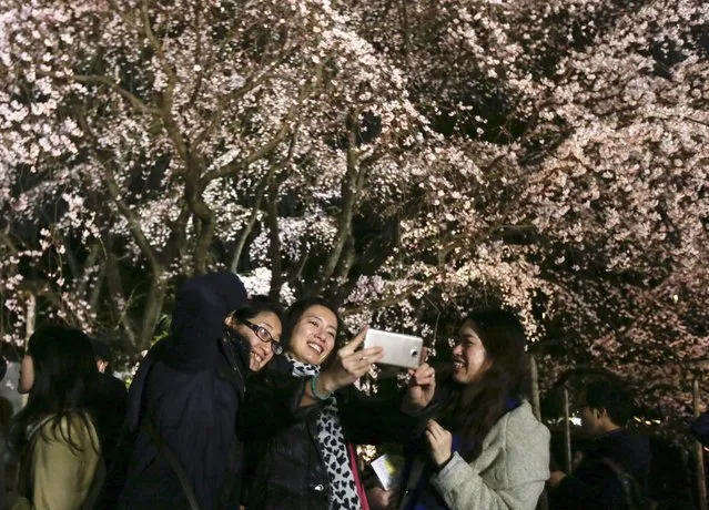 People take selfies in front of a lit up Prunus pendula or Shidarezakura cherry blossom tree in full bloom at Rikugien Gardens in Tokyo, Japan, 27 March 2016. About 30,000 people visited the gardens to view the cherry blossoms, the gardens management said. (Photo by Kimimasa Mayama/EPA)