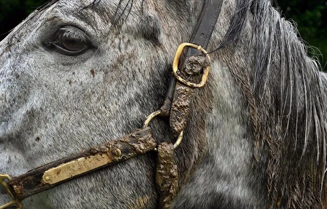 A horse at Murmur Farm in Darlington, Md. on May 13, 2019 (Photo by Michael S. Williamson/The Washington Post)