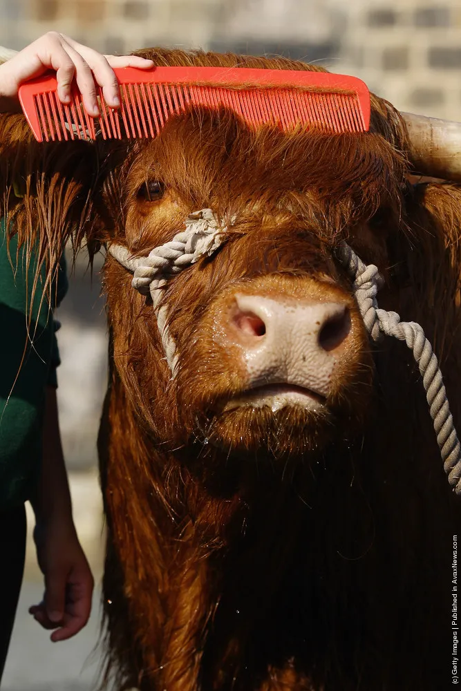 Livestock Are Prepared Ahead Of The International Highland Cattle Show