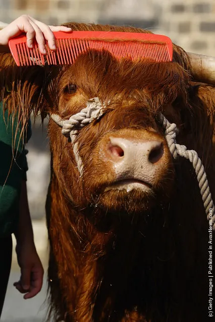 Melissa Sinclair livestock apprentice  prepares seven year old Maisie the Highland cow ahead of the International Highland Cattle Show