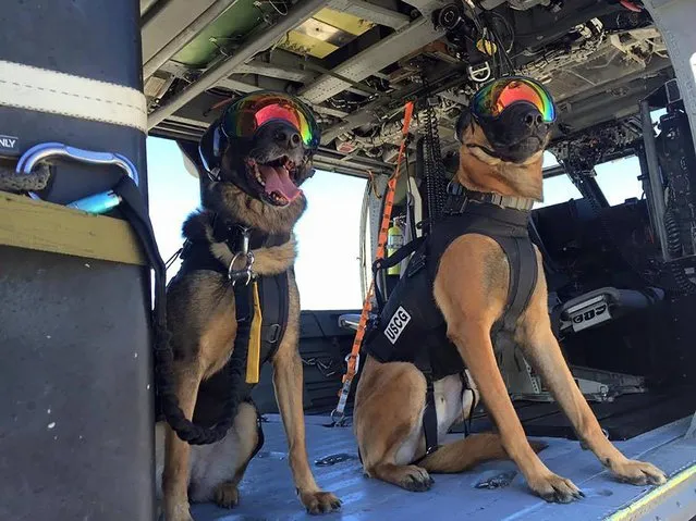 U.S. Coast Guard Maritime Safety & Security Team Belgian Malinois canines take part in helicopter proficiency training with the California Air National Guard in San Francisco Bay, California, in this U.S. Coast Guard picture taken April 5, 2016. The dogs are equipped eyewear and ear protection to keep them safe at sea from rotor wash, sea spray, foreign debris and engine noise. (Photo by Reuters/US Coast Guard)