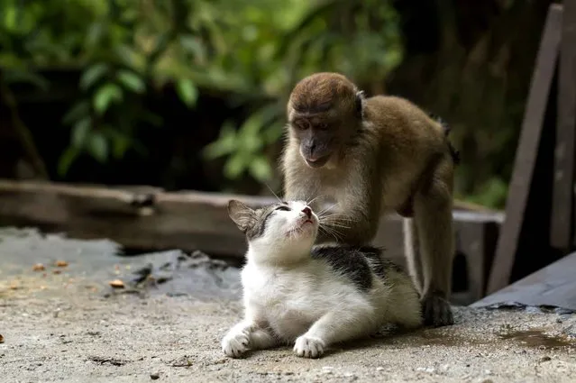 A cat enjoys a comforting back massage from a young crab-eating macaque. The display of friendship was caught on camera by Hendy Mp, 25, at his friend's home in Indonesia. (Photo by Hendy Mp/Solent News/SIPA Press)