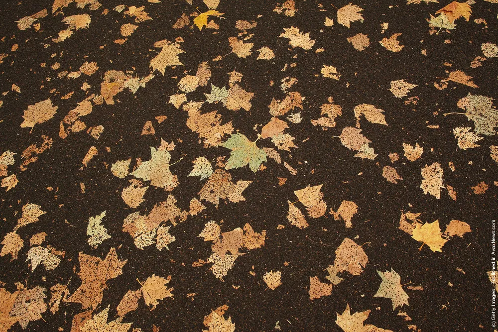 Autumn Leaves Trapped In Road Surface Following Late Summer Heatwave