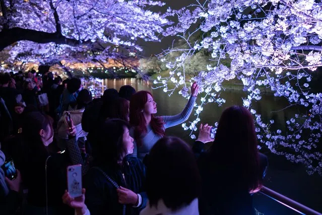 People look at illuminated cherry trees in bloom at Chidorigafuchi Moat at night on April 05, 2024 in Tokyo, Japan. Japan's Meteorological Agency confirmed yesterday that the flowers on a sample Someiyoshino cherry tree in the Yasukuni Shrine were in full bloom 13 days later than average. (Photo by Tomohiro Ohsumi/Getty Images)
