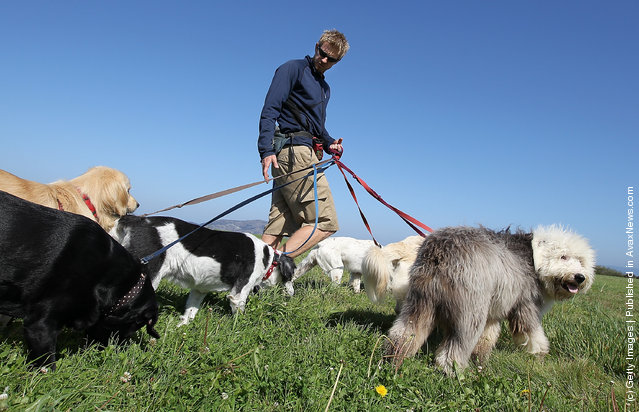 San Francisco Seeks To License Professional Dog Walkers