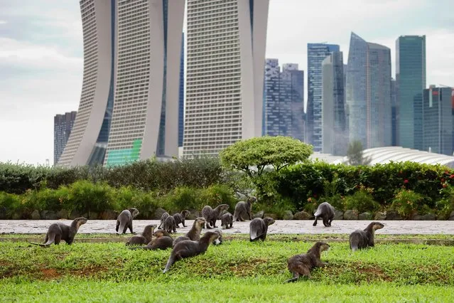 A bevy of smooth coated otters crossing a park connector network are pictured against the city skyline at the Gardens by the Bay on January 3, 2022 in Singapore. (Photo by Suhaimi Abdullah/NurPhoto via Getty Images)