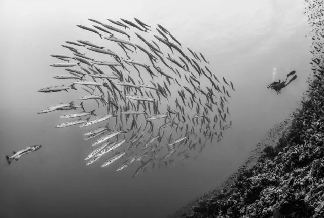 2014 Underwater Photography Photo Contest winners, Wide angle marine life category, 1st place. (Photo by Paul Colley/UnderwaterPhotography.com)