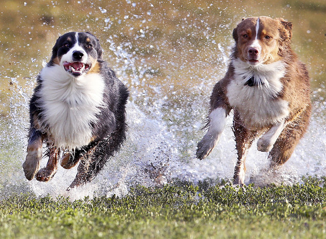 The two Australian shepherd dogs Franz, left, and Lizzi run over a wet meadow in a park in Frankfurt, Germany, Monday, March 13, 2017. (Photo by Michael Probst/AP Photo)
