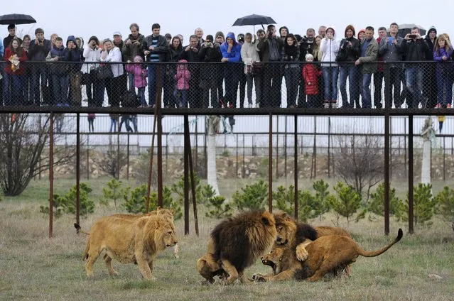 Visitors watch lions playing in the Taigan Safari Park, about 50 km (31 miles) east of Simferopol, Crimea, Saturday, April 12, 2014. The Taigan Safari Park, created in 2012, is home to some 50 lions and a unique attraction in Eastern Europe. Visitors have the opportunity to see lions on the range as the park is equipped with special observation decks with total length of one kilometer. They allow admiring the lions from safe distance. (Photo by Alexander Polegenko/AP Photo)