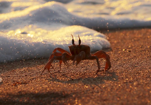 A crab crawls on the beach in El-Mansouri near Tyre, south Lebanon, June 29, 2015. (Photo by Jamal Saidi/Reuters)