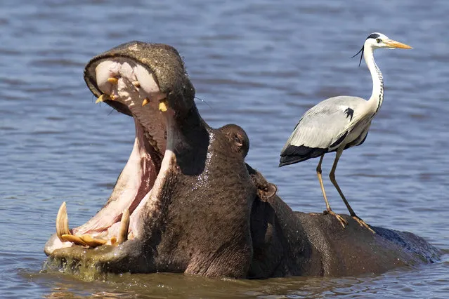 The Grey Heron perches on the back of an unconcerned yawning hippo. (Photo by Thomas Dressler/Ardea/Caters News Agency)