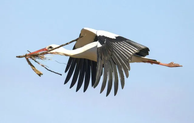 A stork brings nesting material to its nest in the Hessian Ried in Biebesheim, Germany, Wednesday, March 2, 2022. A large population of the imposing migratory birds has been living here for years. (Photo by Boris Roessler/dpa via AP Photo)
