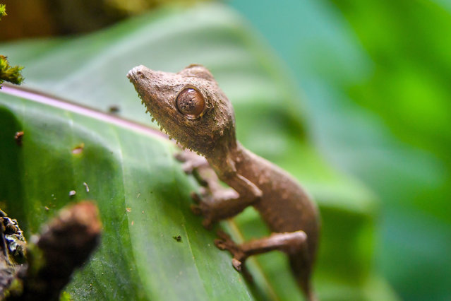 An as yet unnamed Henkel's leaf-tailed gecko, that has been born at Bristol Zoo Gardens on October 10, 2019. The gecko is the fourth one to be bred at the zoo in the past 12 months. (Photo by Ben Birchall/PA Images via Getty Images)