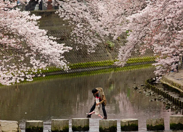 A child tries to cross over a river with the help of father under blooming cherry blossoms in Yokohama, near Tokyo Saturday, April 2, 2016. People all over the country go out to enjoy cherry blossoms this weekend as the country's iconic flower is full bloom. (Photo by Shuji Kajiyama/AP Photo)
