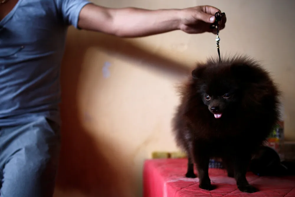 Dog Exhibition in Israel
