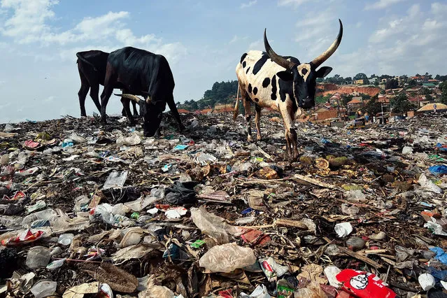 Cows search for food on plastic waste in Kampala, Uganda on March 10, 2022. At least 600 tons of plastic consumed every day in Uganda, and a significant part of it is thrown into the environment dangering lakes and rivers. (Photo by Omer Faruk Ozbil/Anadolu Agency via Getty Images)