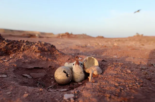 A picture taken on May 12, 2017 shows a chick of sooty gull on the Emirati island of Sir Bu Nair, in the Gulf. .The Island is a nature reserve and home to the endangered Hawksbill sea turtle, and colonies of birds, such as the Sooty gull and the Bridled tern, who nest and live on the island alongside gazelles and hedgehogs. (Photo by Karim Sahib/AFP Photo)