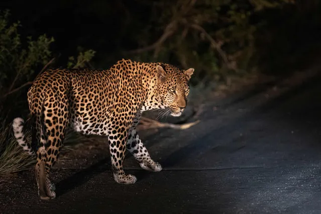 A leopard is seen around Skukuza, Kruger National Park in South Africa on April 3, 2022. (Photo by Michele Spatari/AFP Photo)