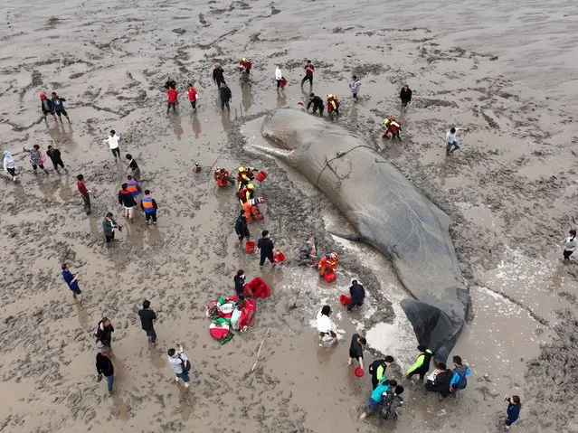 Aerial photo shows rescuers helping a stranded whale in Xiangshan County of Ningbo, East China's Zhejiang Province, April 19, 2022. Rescuers on Wednesday morning helped a whale get back into the sea in Xiangshan County of Ningbo, East China's Zhejiang Province. The Whale ran aground on the beach in Xiangshan on Tuesday. (Photo by Xinhua News Agency/Rex Features/Shutterstock)