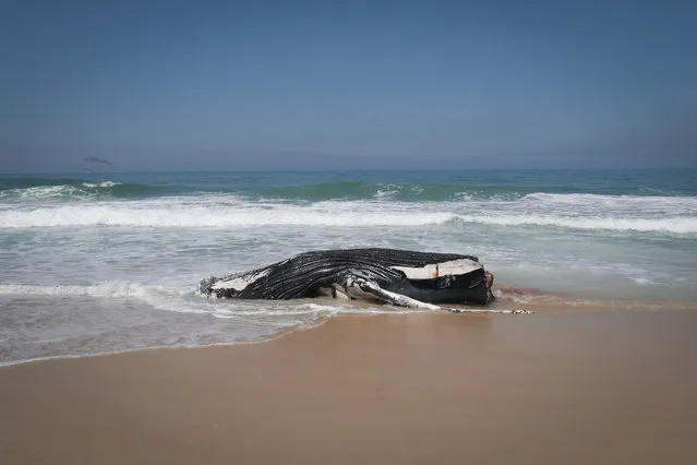 The body of a humpback whale that was found dead, on the beach of Sao Conrado, in Rio de Janeiro, Brazil, 18 August 2021. Specialists from the Laboratory of Aquatic Mammals and Bioindicators of the State University of Rio de Janeiro analyze the body and take samples for analysis before removing the animal. (Photo by Andre Coelho/EPA/EFE)