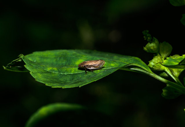 On August 17, 2024, a froghopper was observed sitting on the edge of a leaf in a forest at Tehatta, West Bengal, India. Froghoppers, or the superfamily Cercopoidea, are a group of hemipteran insects in the suborder Auchenorrhyncha. Adults are capable of jumping many times their height and length, which gives the group their common name. However, many species are best known for their plant-sucking nymphs, which produce foam shelters and are commonly referred to as “spittlebugs”. These nymphs produce a covering of foamed-up plant sap that visually resembles saliva; as a result, they are commonly known as spittlebugs, and their foam is often called cuckoo spit, frog spit, or snake spit. This characteristic spittle production is associated with the unusual trait of xylem feeding. A few species are significant agricultural pests. (Photo by Soumyabrata Roy/NurPhoto via Getty Images)