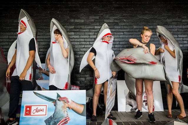 A shark fin activist (2nd R) puts a shark suit on to protest Maxim's flag ship restaurant “Maxim's Palace”, the largest Chinese restaurant group, for selling threatened and endangered shark species in Hong Kong on June 10, 2017. Dozens of activists dressed in bloody shark costumes laid in front of the entrance of one of Hong Kong's most popular restaurants to protest against the finning of the marine predators. (Photo by Isaac Lawrence/AFP Photo)