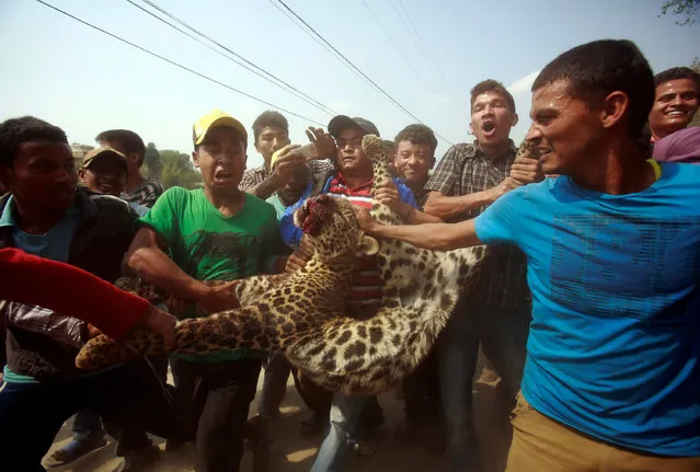 Locals carry a dead leopard which was killed after wandering into the city Kathmandu, Nepal, April 10, 2013. (Photo by Navesh Chitrakar/Reuters)