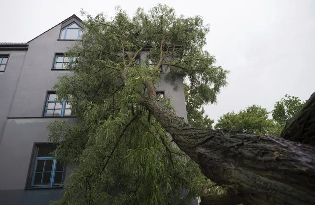 An uprooted pictures at a house in Magdeburg, Germany, Thursday, June 22, 2017. German rail operator Deutsche Bahn says it's had to shut down several lines in the north of the country after strong winds blew trees and branches down onto the tracks and caused other problems. Deutsche Bahn announced on Twitter Thursday it had shut down its well-traveled Hamburg-Berlin, Hamburg-Hannover, Bremen-Hannover and Hannover-Wolfsburg-Berlin lines until the tracks could be cleared. (Photo by Klaus-Dietmar Gabbert/DPA via AP Photo)