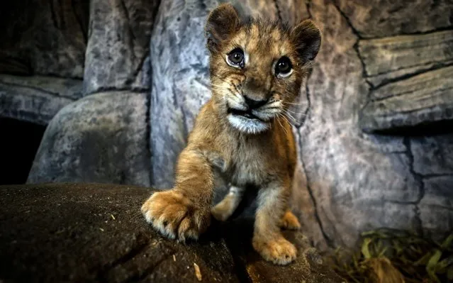Lion cub is seen at the Lion Park of Tuzla Viaport Marina in Istanbul, Turkey on January 16, 2020. 3 Bengal tiger and 4 African lion cubs, born in Aslan Park in Tuzla Marina, will meet their visitors for the first time in the semester holiday. (Photo by Sebnem Coskun/Anadolu Agency via Getty Images)
