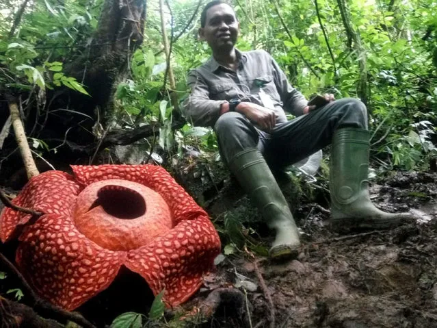 This handout picture taken on January 2, 2020 and released on January 3 by the Sumatra Barat Nature Conservation Agency (BKSDA) shows a man sitting next to a giant Rafflesia tuan-mudae – a fleshy red flower with white blister-like spots on its enormous petals and measuring a whopping 111 centimetres (3.6 feet) in diameter at the Maninjau nature preserve in Agam, West Sumatra. Indonesian conservationists said they've spotted the biggest specimen ever of what's already been billed as one of the world's largest flowers. (Photo by West Sumatra BKSDA/Handout via AFP Photo)