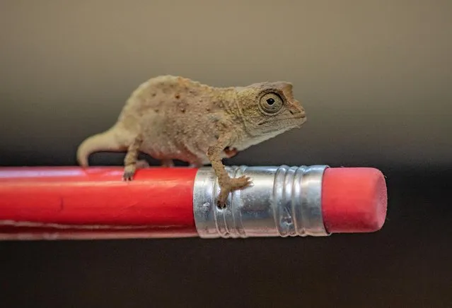 A tiny “fingertip-sized” pygmy chameleon is seen at Britain's Chester Zoo on January 2020. It is the size of a fingertip and will grow to about three inches. (Photo by Chester Zoo via Reuters)
