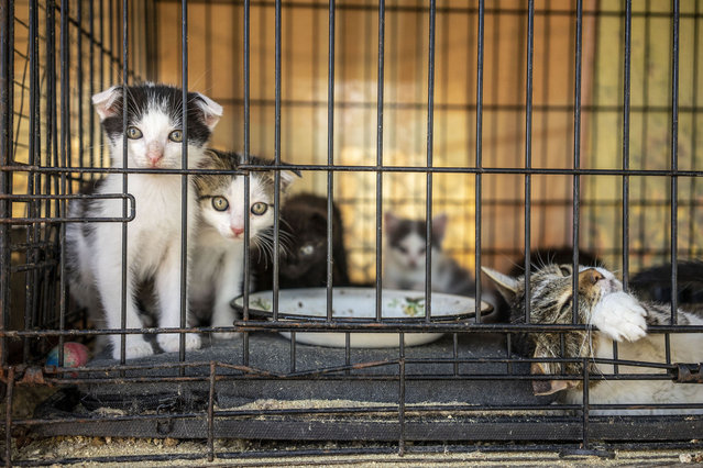 Kittens are seen at the shelter of “Society for the Protection of Animals Charitable Foundation” in Kramatorsk, Ukraine on July 26, 2023. In the shelter there are currently 30 dogs and 15 cats all of them rescued from the eastern battle front of Ukraine like Bakhmut, New York, Kostyantynivka, and Chasiv Yar. The organization have been working in Kramatorsk since 2010. The organization relies heavily on donations for food, accommodation and veterinary expenses. (Photo by Jose Colon/Anadolu Agency via Getty Images)