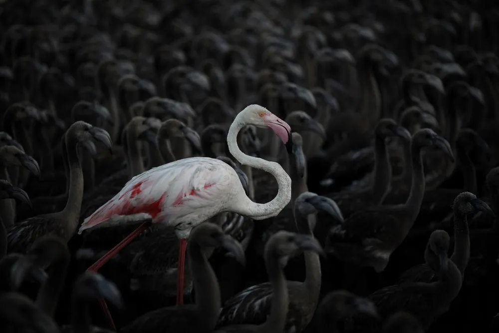 Annual Flamingo Count in Spain