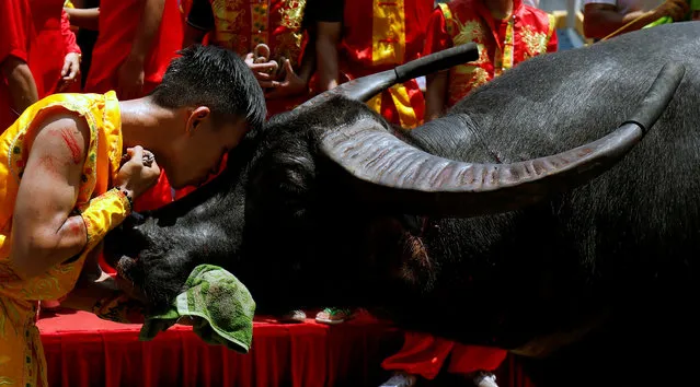 A farmer kisses his buffalo after the victory during annual buffalo fighting festival in Do Son coastal resort town, in Hai Phong, Vietnam on September 7, 2019. (Photo by Nguyen Huy/Reuters/Kham)