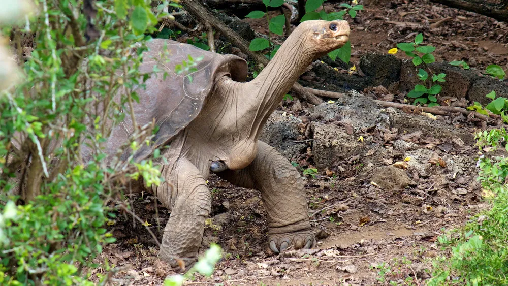 End of an era as Lonesome George passes away