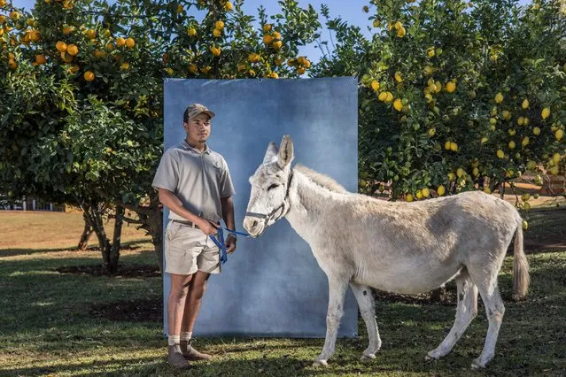 Farm manager Martyn van Adrichem, 21, poses holding 8 year old donkey Elsa at the Donkey Dairy Farm in Magaliesburg, on June 13, 2022. Chinese demand for traditional medicines has sent poachers hunting for African animals from rhinos to pangolins. Now a humbler creature is threatened: donkeys. Once prized by emperors, a gelatin called ejiao – made from donkey skins – is increasingly sought after by China's middle class. The health benefits are believed similar to products derived from rhino horns, from working as a blood thinner to acting as an aphrodisiac, which could ease pressure on endangered rhinos. But as in countries from Burkina Faso to Kenya, South Africa is now seeing its donkey population plunge, threatening other businesses that make soaps and creams from donkey milk. (Photo by Marco Longari/AFP Photo)