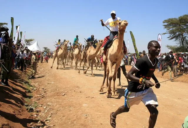 Competitors ride racing camels during the Maralal Camel Derby, Kenya, August 16, 2015. (Photo by Goran Tomasevic/Reuters)