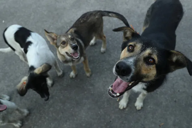 Stray dogs seek a handout of food outside the workers cafeteria at the Chernobyl nuclear power plant on August 17, 2017 near Chornobyl, Ukraine. (Photo by Sean Gallup/Getty Images)