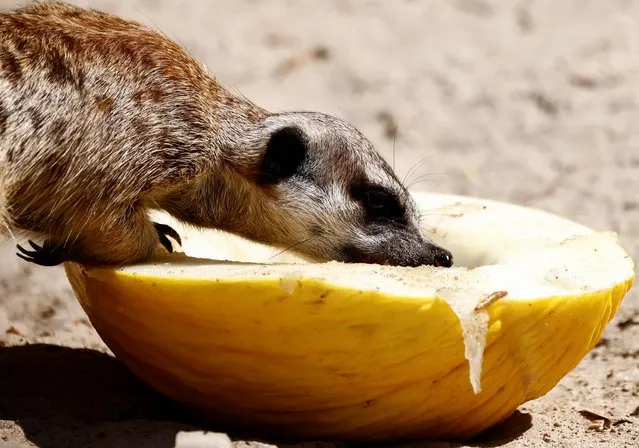 A meerkat eats iced melon treat with beetle larvae during a hot weather as a heatwave hits Europe, at Rome Zoo in Rome, Italy, July 19, 2022. (Photo by Yara Nardi/Reuters)