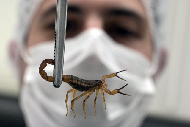Brazilian veterinarian Thiago Mathias Chiariello holds a yellow scorpion (Tityus serrulatus) at the arthropod bioterium of the Butantan Institute, in Sao Paulo, Brazil, on October 2, 2024. Only tiny tweezers separate Butantan Institute workers from Brazil's most lethal animal, the yellow scorpion, responsible for an increasing number of deaths in the South American giant. The loss of its natural habitat in the forests, the expansion of Brazilian cities, and increasingly warm winters have made this venomous arachnid a growing problem for health authorities. (Photo by Nelson Almeida/AFP Photo)